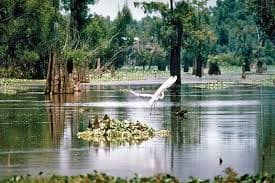 Louisiana nursing license renewal requirements guide