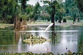 Louisiana nursing license renewal requirements guide