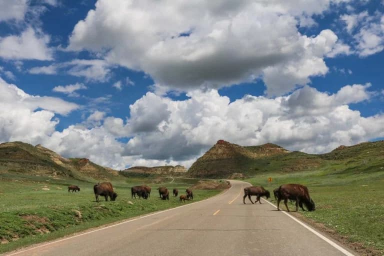 North Dakota nursing license renewal requirements guide